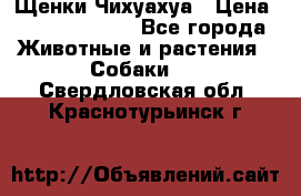 Щенки Чихуахуа › Цена ­ 12000-15000 - Все города Животные и растения » Собаки   . Свердловская обл.,Краснотурьинск г.